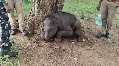 தாயைப் பிரிந்த குட்டி யானை உயிரிழந்தது ஏன்?