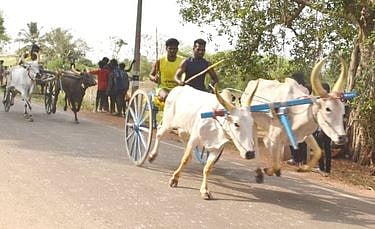 காணிக்கூரில் இரட்டை மாட்டு வண்டிப் பந்தயம்