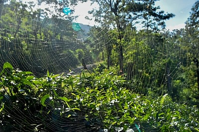 குடிக்கும் தேநீரில் பூச்சிகொல்லியா? அடுத்த பயங்கரம்!