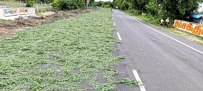 நெடுஞ்சாலையில் அவுரித்தழைகளை
உலர வைப்பதால் விபத்து