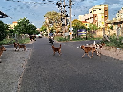கரூரில் தெரு நாய்களால் பொதுமக்கள் அவதி