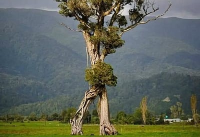 நியூசிலாந்தின் நடை மரமும்  கோரி மரமும்!