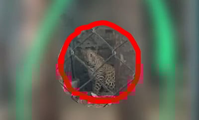 திருப்பத்தூரில் சிறுத்தையைப் பிடிக்கும் பணி தீவிரம்: பள்ளிகளுக்கு 3 நாள்கள் விடுமுறை!