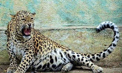 தேசிய பூங்காவில் மின்சாரம் தாக்கி 2 குட்டிகளுடன் சிறுத்தை பலி!