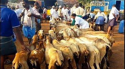 களைகட்டும் தீபாவளி.. ஆட்டுச் சந்தையில் 2 கோடிக்கு மேல் வர்த்தகம்!