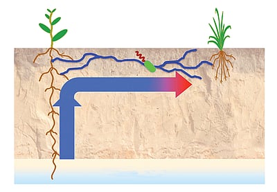 ஒன்றுக்கொன்று உதவும் தாவரங்கள்!