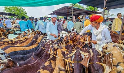 பக்ரீத் பண்டிகையை முன்னிட்டு ஆடுகள் விற்பனை - புகைப்படங்கள்