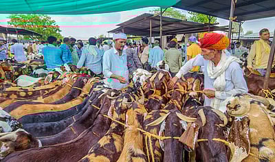 பக்ரீத் பண்டிகையை முன்னிட்டு ஆடுகள் விற்பனை - புகைப்படங்கள்