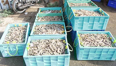 தூத்துக்குடியில் வரத்துக் குறைவால் மீன்கள் விலை உயா்வு