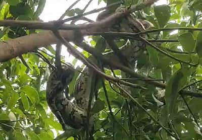 30 அடி உயர மரத்தில் ஏறியிருந்த  மலைப்பாம்பு! பத்திரமாக மீட்டு காட்டில் விட்டனர்!