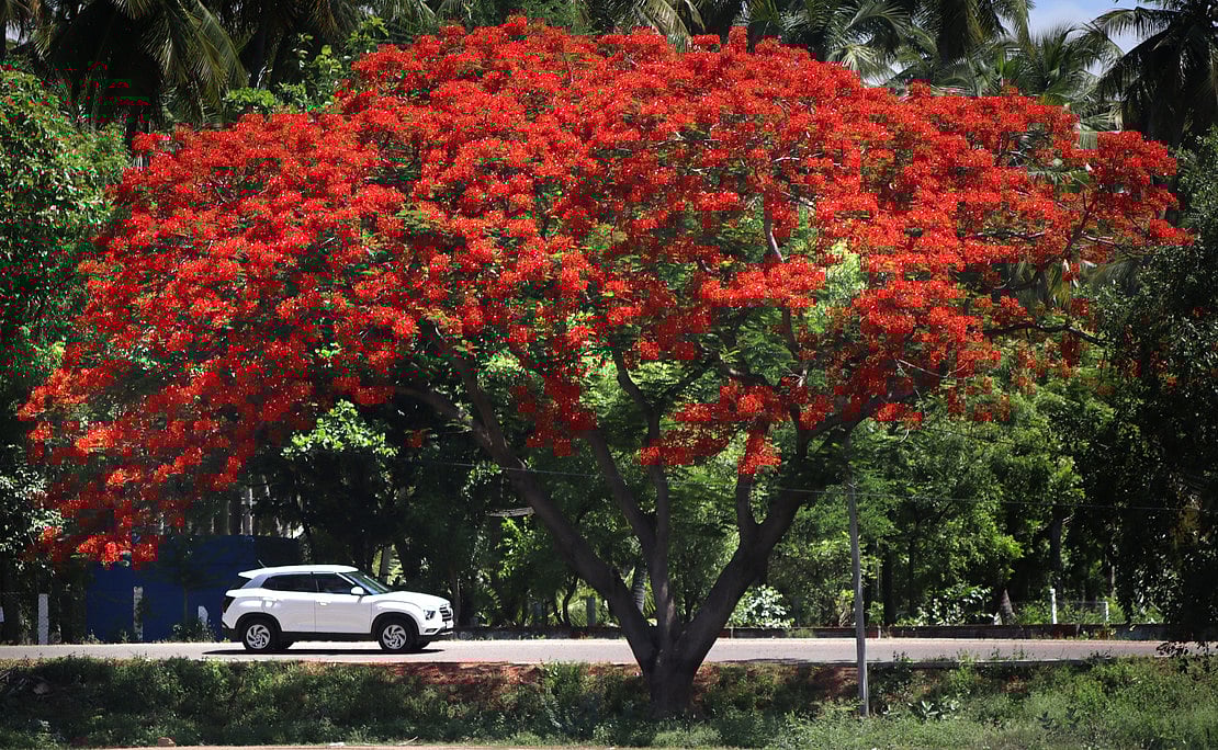 இது வசந்த காலமா? பிழையற்ற தமிழ் அறிவோம்! - 69