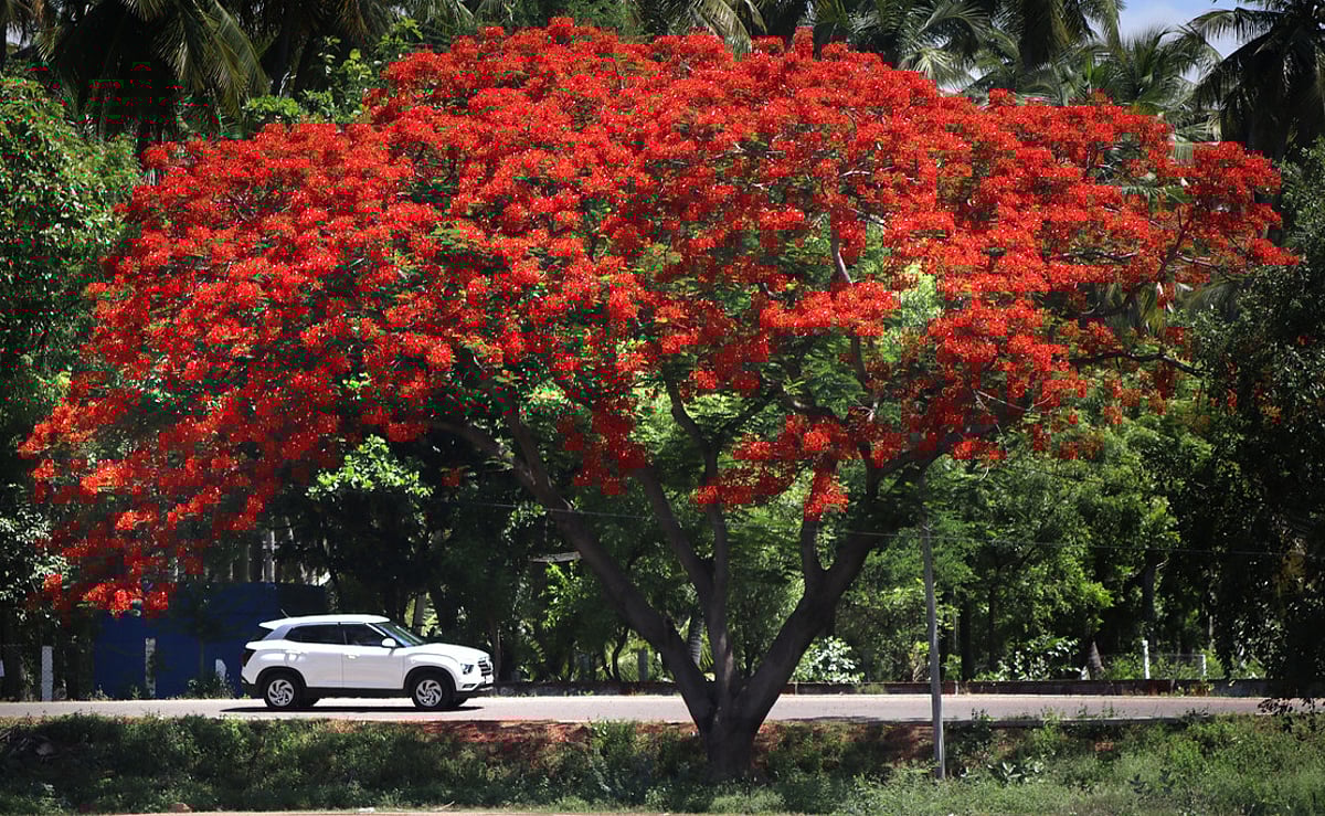 இது வசந்த காலமா? பிழையற்ற தமிழ் அறிவோம்! - 69