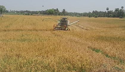 முழுவீச்சில் கோடை நெல் அறுவடை: மழை பாதித்த பகுதிகளில் மகசூல் இழப்பு