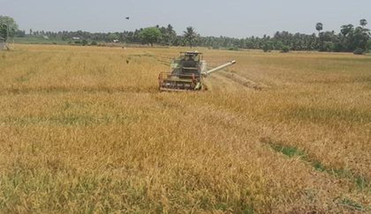 முழுவீச்சில் கோடை நெல் அறுவடை: மழை பாதித்த பகுதிகளில் மகசூல் இழப்பு
