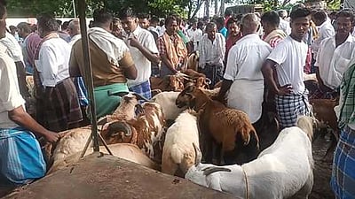 அய்யலூர் சந்தையில் ரூ.3 கோடிக்கு ஆடுகள் விற்பனை