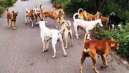 புணே: பெண்ணை கடித்துக் கொன்ற தெரு நாய்கள்!