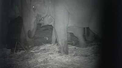 சிகிச்சை பெறும் தாயை தேடி வந்த குட்டியானை! நெகிழ்ச்சியான காட்சி!