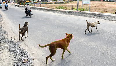 ஜாா்க்கண்ட்: தெருநாய் கடித்து 6 மாதக் குழந்தை உயிரிழப்பு