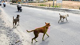 தெலங்கானாவில் தெருநாய் தாக்கியதில் கண்ணை இழந்த 4 வயது சிறுவன்!