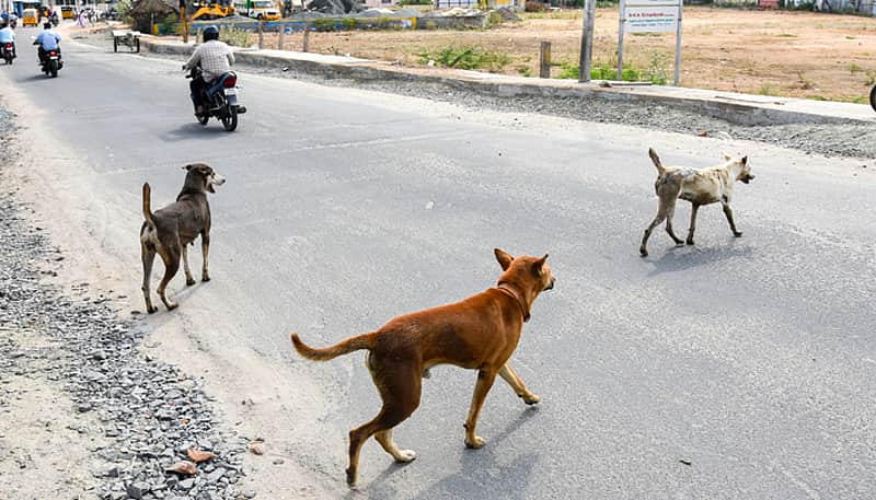 Boy loses eye in stray dog attack in Telangana
