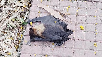 உ.பி.யில் வெப்பத்தால் பலியாகும் வௌவால்கள்!