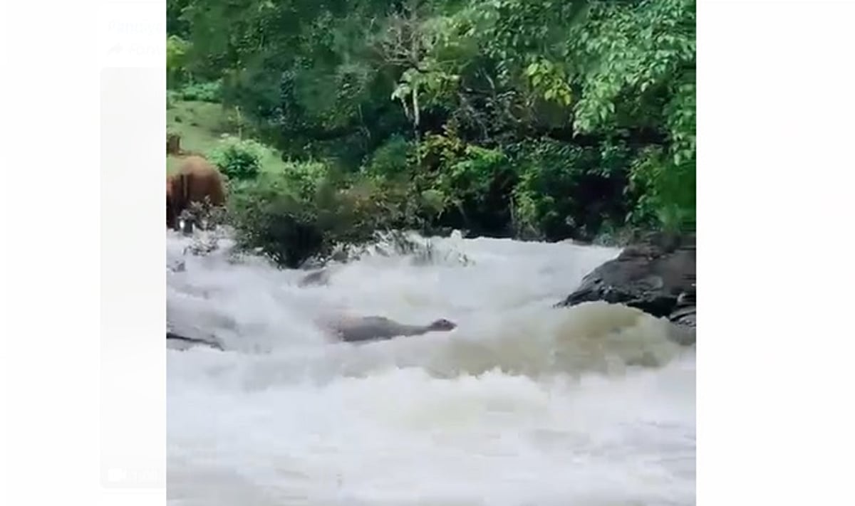 கூடலூரில் வெள்ளத்தில் அடித்துச் செல்லப்பட்ட காட்டு யானை!
