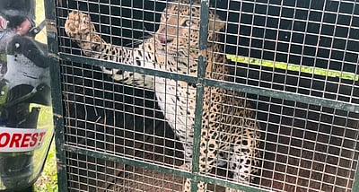 கூடலூர் அருகே மக்களை அச்சுறுத்திய சிறுத்தை கூண்டில் சிக்கியது!