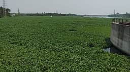 நீா்நிலைகளில் ஆகாயத் தாமரை செடிகளை அகற்றக் கோரிக்கை