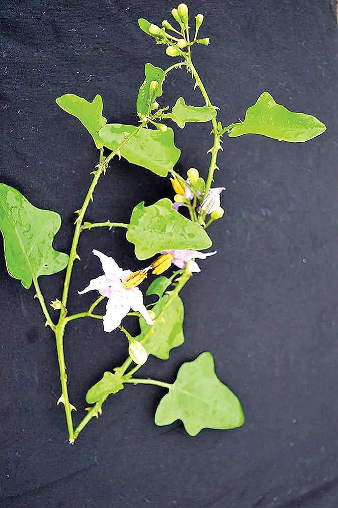 தூதுவளையின் மகத்துவம்...