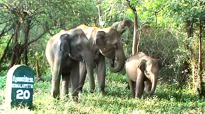 உடுமலை வனப் பகுதியில் யானைகள் நடமாட்டம் அதிகரிப்பு -வனத்துறை அதிகாரிகள் தகவல்