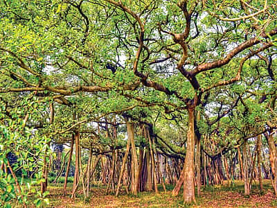 பெரிய ஆலமரம்.. 