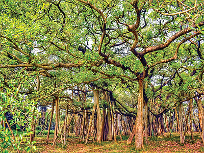 பெரிய ஆலமரம்.. 