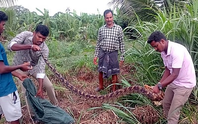 விவசாய நிலத்தில் பிடிப்பட்ட மலைப்பாம்பு