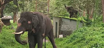 பாதுகாப்புப் பணியில் கும்கிகள்