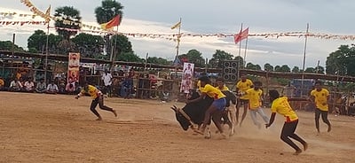 ஏ.விளாக்குளத்தில் வடமாடு மஞ்சுவிரட்டு -20 வீரா்கள் காயம்