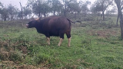 செண்பகனூா் பகுதியில் காட்டுமாடு நடமாட்டம்:  பொதுமக்கள் அச்சம்