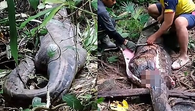 ஒரு பெண்ணை விழுங்கிய 16 அடி மலைப்பாம்பு!