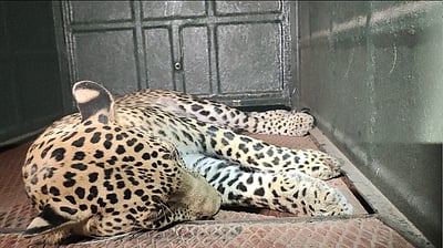 திருப்பத்தூரில் 11 மணி நேர போராட்டத்திற்கு பின்னர் சிறுத்தை பிடிப்பட்டது எப்படி?