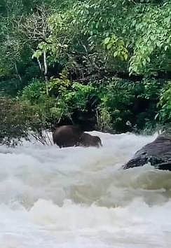 கூடலூா் அருகே ஆற்றில் அடித்துச் செல்லப்பட்ட காட்டு யானை