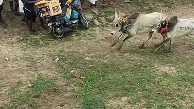 மஞ்சுவிரட்டில் காளைகள் முட்டியதில் பார்வையாளர்கள் 3 பேர் பலி!