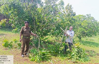 மாமரங்களை சேதப்படுத்திய ஒற்றை யானை