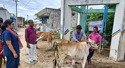 கால்நடைகளுக்கான தீவன 
அபிவிருத்தி திட்டம் தொடக்கம்