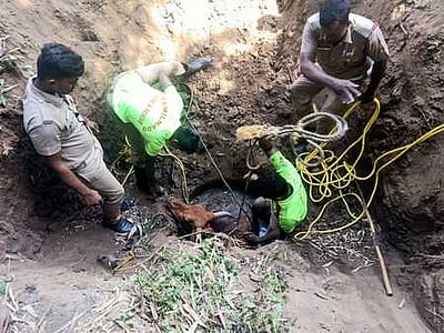 உறை கிணற்றில் விழுந்த பசு மீட்பு