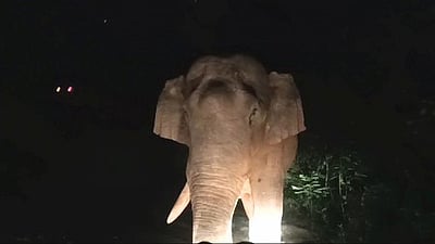 வால்பாறை- சாலக்குடி சாலையில் வாகனங்களை வழிமறிக்கும் யானை