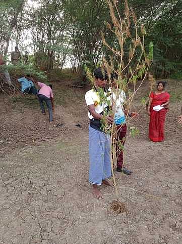 கமுதி அருகே கஞ்சா செடி வளா்த்த இளைஞா் கைது