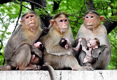 விலங்குகளே மேல்: 6 வயது சிறுமியை பாலியல் வன்கொடுமையிலிருந்து மீட்ட குரங்குக் கூட்டம்!