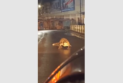 மகாராஷ்டிரம்: சாலையில் உலா வந்த 8 அடி நீள முதலையால் வாகன ஓட்டிகள் அச்சம்