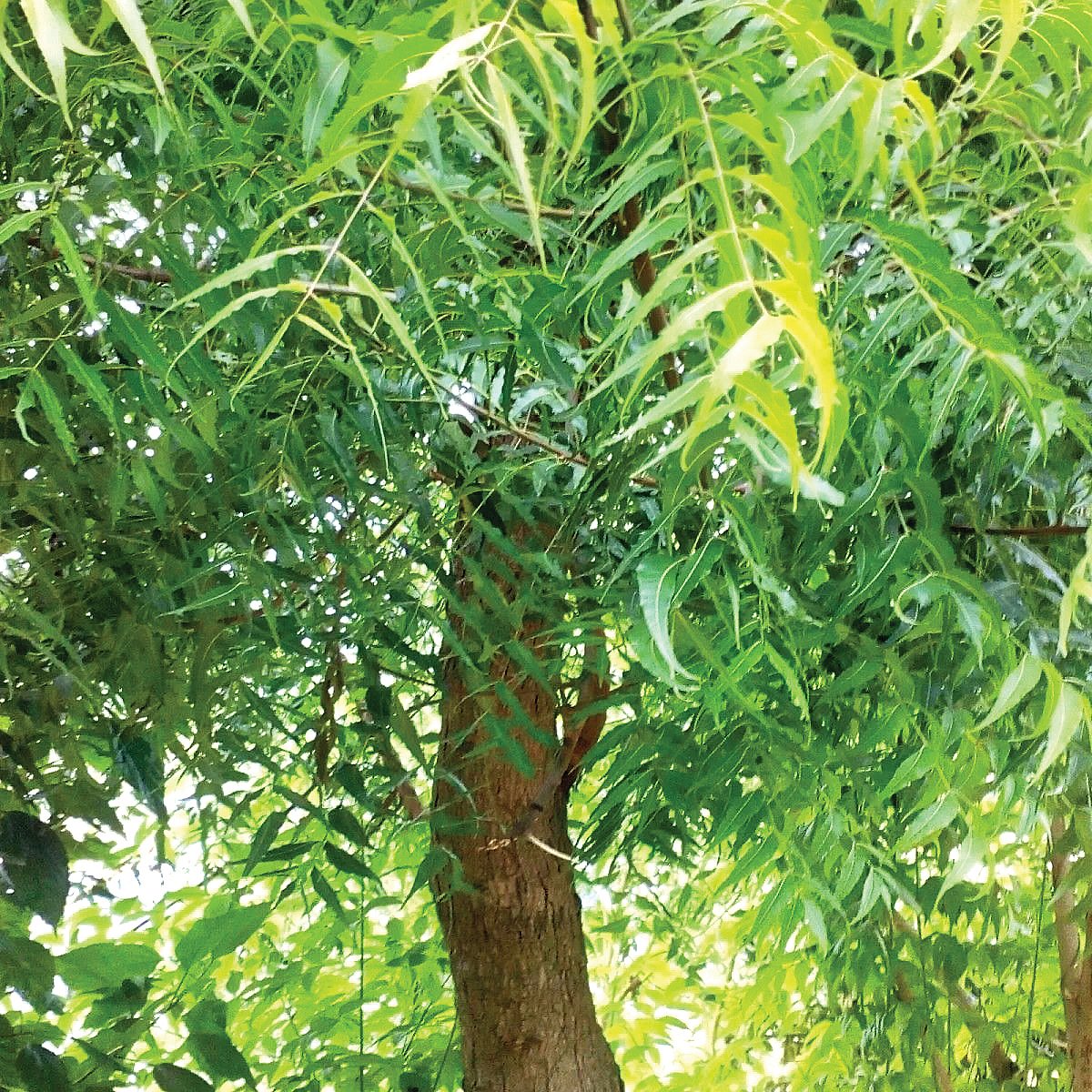 பெண்ணால் உயர்ந்தவர்!