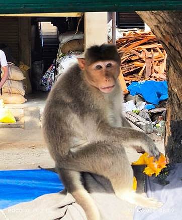 குரங்கு தொல்லையால் அவதிப்படும் மக்கள்