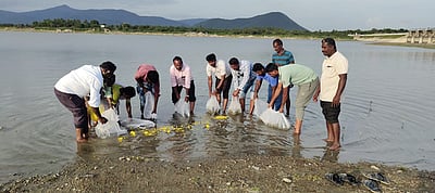 ஊத்தங்கரை பாம்பாறு அணையில் 1.50 லட்சம் மீன் குஞ்சுகள் விடுவிப்பு